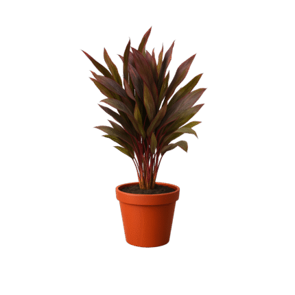 Cordyline