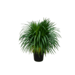 Dracena Draco
