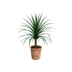 Dracena Draco 1pp
