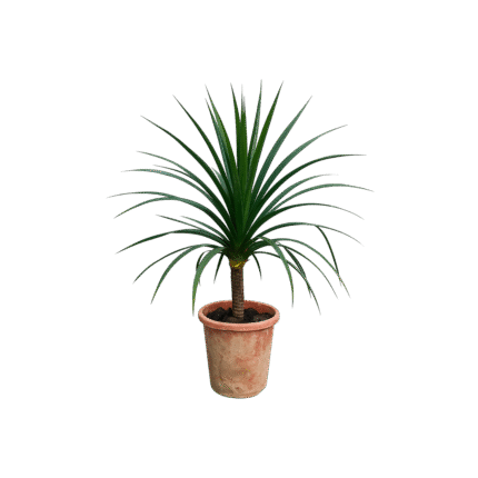 Dracena Draco 1pp