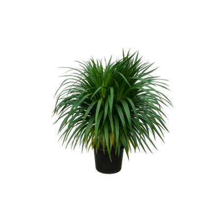 Dracena Draco