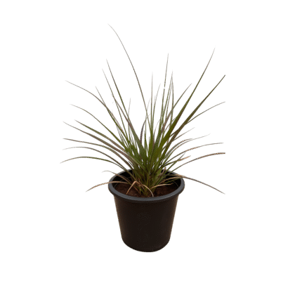 Pennisetum Red