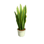 snake plant