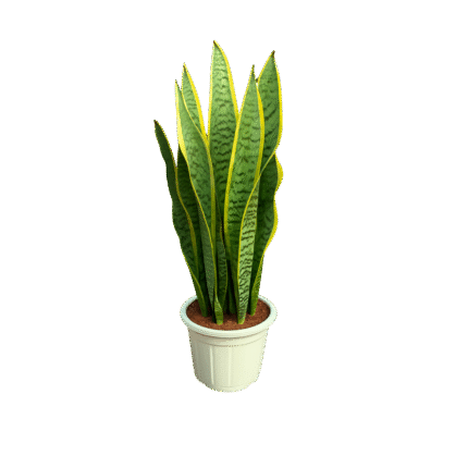 snake plant